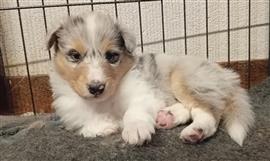 schotse herder pups