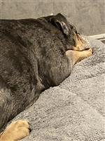 Old Englisch Bulldog