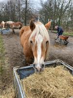 Haflinger merrie