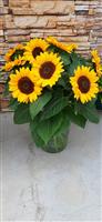 Helianthus annuus VINCENTS CHOICE SUMMER DMR  100.000 zaden Bulk