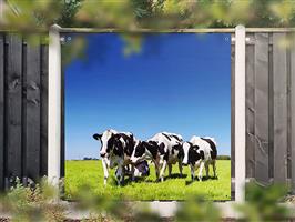 NR 1417: Tuinposter zwart-witte koeien in wei 180x180cm