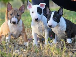 Miniatuur Bull Terriër pups