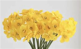 Narcis - geel - bundel van 6 stuks