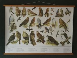 Schoolplaat posters Zangvogels en Roofvogels 