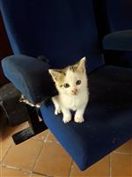 Kittens