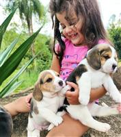 Bellissimi cuccioli di Beagle