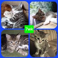Kittens