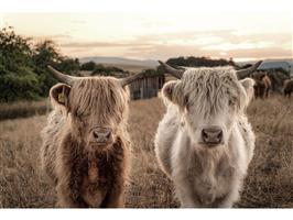 Glasschilderij Hooglanders | 963