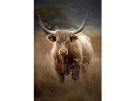 Glasschilderij Schotse Hooglander | 973