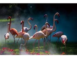 Glasschilderij  Flamingos 974