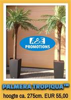 zeerover party items verhuur palm decoratie etc.