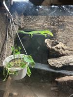 Smaragdboomvaraan (Varanus prasinus)
