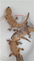 We hebben 4 baby Ouroborus cataphractus te koop.