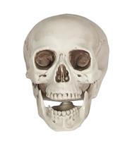 Skull pvc 20 cm