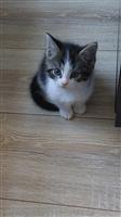 Kittens 