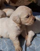 Golden Retriever pups