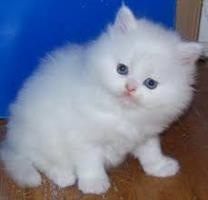 Perzische kittens ter adoptie
