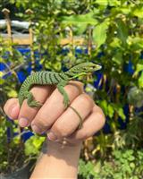 Smaragdvaraan (Varanus prasinus) te koop
