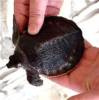  Carettochelys insculpta for sale