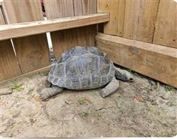 Aldabra-schildpadden te koop