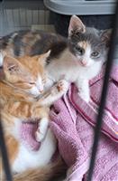2 lieve kittens