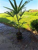  Trachycarpus fortunei 