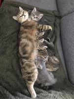 Gratis kittens