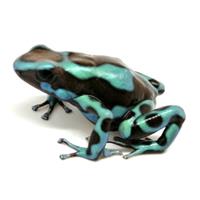 Dendrobates auratus Blue & Bronce