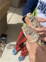Pair Ornate Uromastyx