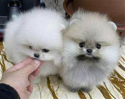 ? POMERANIAN PUPS met documenten