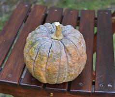 Kogigu Kleine Muskaatpompoen 1000 zaden