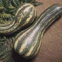 Goianinna mini moschata pompoen 50 zaden