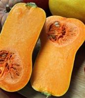 Butternut Helviz F1 Hoogproductive flespompoen 250 zaden