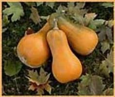 Sonca Butternut Orange pompoen 50 zaden