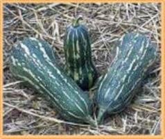 Barbara F1 pompoen 50 zaden