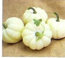 White Cloud F1 Acorn pompoen zaden