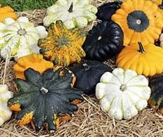 Patisson UFO F1 Mix pompoen basiseenheid zaden