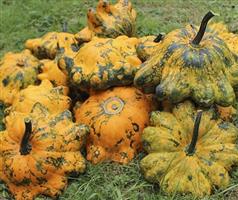 Helios F1 Patisson Pompoen 50 zaden