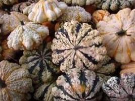 Patisson Strie melange pompoen 2500 zaden