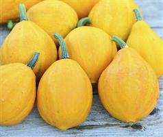 Lemon Squash Pompoen 50 zaden