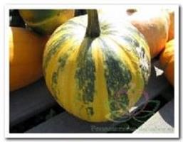 Lady Godiva Oliepompoen 1000 zaden