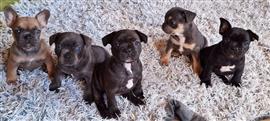 Franse buldog pups