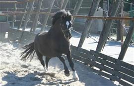 paardenscheerservice 