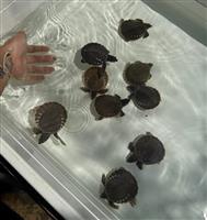 Carettochelys insculpta te koop