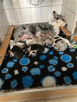 Te koop Schotse Herdershond Korthaar pups 