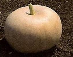 Yellow of Paris / Jaune Gros de Paris pompoen basiseenheid zaden