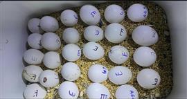 Bevruchte vogeleieren beschikbaar