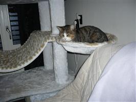 Onze liefe Mimi zoekt een nieuw huis.