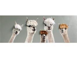 Olieverf schilderij Alpacas