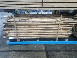 KASTANJE PALEN KOP 8-10 300 CM